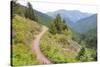USA, Washington State. Wildflowers carpet hillsides along Mt. Townsend trail. Buckhorn Wilderness O-Trish Drury-Stretched Canvas