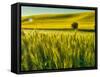 USA, Washington State, Winter wheat field close up-Terry Eggers-Framed Stretched Canvas