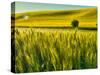 USA, Washington State, Winter wheat field close up-Terry Eggers-Stretched Canvas