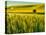 USA, Washington State, Winter wheat field close up-Terry Eggers-Stretched Canvas