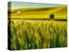 USA, Washington State, Winter wheat field close up-Terry Eggers-Stretched Canvas