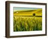 USA, Washington State, Winter wheat field close up-Terry Eggers-Framed Photographic Print