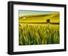 USA, Washington State, Winter wheat field close up-Terry Eggers-Framed Photographic Print