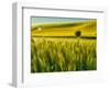 USA, Washington State, Winter wheat field close up-Terry Eggers-Framed Photographic Print