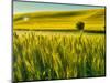 USA, Washington State, Winter wheat field close up-Terry Eggers-Mounted Photographic Print