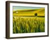 USA, Washington State, Winter wheat field close up-Terry Eggers-Framed Photographic Print