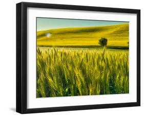 USA, Washington State, Winter wheat field close up-Terry Eggers-Framed Photographic Print