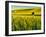USA, Washington State, Winter wheat field close up-Terry Eggers-Framed Photographic Print