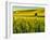 USA, Washington State, Winter wheat field close up-Terry Eggers-Framed Photographic Print