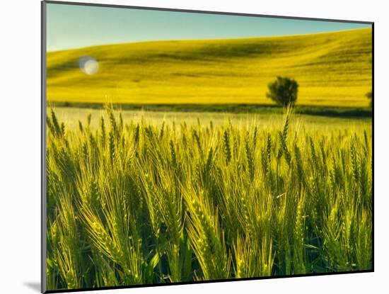 USA, Washington State, Winter wheat field close up-Terry Eggers-Mounted Photographic Print