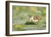 USA, Washington State. Wood Duck (Aix sponsa) duckling on lily pad in western Washington.-Gary Luhm-Framed Photographic Print