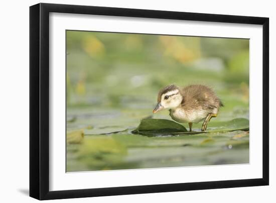 USA, Washington State. Wood Duck (Aix sponsa) duckling on lily pad in western Washington.-Gary Luhm-Framed Photographic Print