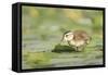 USA, Washington State. Wood Duck (Aix sponsa) duckling on lily pad in western Washington.-Gary Luhm-Framed Stretched Canvas