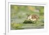 USA, Washington State. Wood Duck (Aix sponsa) duckling on lily pad in western Washington.-Gary Luhm-Framed Photographic Print