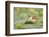 USA, Washington State. Wood Duck (Aix sponsa) duckling on lily pad in western Washington.-Gary Luhm-Framed Photographic Print