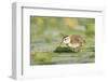 USA, Washington State. Wood Duck (Aix sponsa) duckling on lily pad in western Washington.-Gary Luhm-Framed Photographic Print