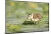 USA, Washington State. Wood Duck (Aix sponsa) duckling on lily pad in western Washington.-Gary Luhm-Mounted Photographic Print