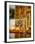 USA, Washington State, Yacolt. Wine and glass reflection.-Richard Duval-Framed Premium Photographic Print