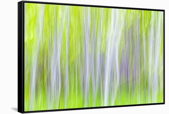 USA, Washington State, Yakima River Trail. Abstract of Aspen Trees-Don Paulson-Framed Stretched Canvas