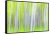 USA, Washington State, Yakima River Trail. Abstract of Aspen Trees-Don Paulson-Framed Stretched Canvas