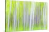 USA, Washington State, Yakima River Trail. Abstract of Aspen Trees-Don Paulson-Stretched Canvas