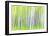 USA, Washington State, Yakima River Trail. Abstract of Aspen Trees-Don Paulson-Framed Photographic Print