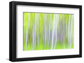 USA, Washington State, Yakima River Trail. Abstract of Aspen Trees-Don Paulson-Framed Photographic Print