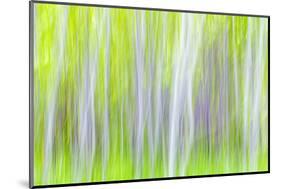 USA, Washington State, Yakima River Trail. Abstract of Aspen Trees-Don Paulson-Mounted Photographic Print