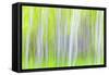 USA, Washington State, Yakima River Trail. Abstract of Aspen Trees-Don Paulson-Framed Stretched Canvas