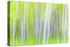 USA, Washington State, Yakima River Trail. Abstract of Aspen Trees-Don Paulson-Stretched Canvas