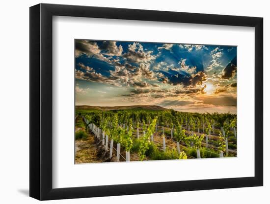 USA, Washington State, Yakima Valley. Sunrise on a vineyard.-Richard Duval-Framed Photographic Print