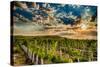 USA, Washington State, Yakima Valley. Sunrise on a vineyard.-Richard Duval-Stretched Canvas