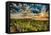 USA, Washington State, Yakima Valley. Sunrise on a vineyard.-Richard Duval-Framed Stretched Canvas