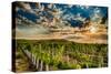 USA, Washington State, Yakima Valley. Sunrise on a vineyard.-Richard Duval-Stretched Canvas