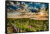 USA, Washington State, Yakima Valley. Sunrise on a vineyard.-Richard Duval-Framed Stretched Canvas