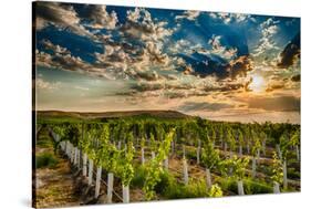 USA, Washington State, Yakima Valley. Sunrise on a vineyard.-Richard Duval-Stretched Canvas