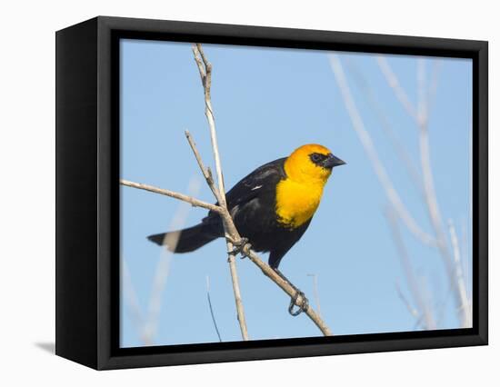 USA, Washington State, Yellow-Headed Blackbird-Gary Luhm-Framed Stretched Canvas