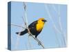 USA, Washington State, Yellow-Headed Blackbird-Gary Luhm-Stretched Canvas