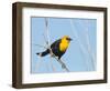 USA, Washington State, Yellow-Headed Blackbird-Gary Luhm-Framed Photographic Print