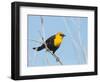 USA, Washington State, Yellow-Headed Blackbird-Gary Luhm-Framed Photographic Print