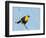 USA, Washington State, Yellow-Headed Blackbird-Gary Luhm-Framed Photographic Print