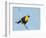 USA, Washington State, Yellow-Headed Blackbird-Gary Luhm-Framed Photographic Print