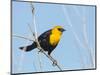 USA, Washington State, Yellow-Headed Blackbird-Gary Luhm-Mounted Photographic Print