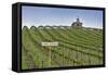 USA, Washington. Syrah Vines at Red Willow Vineyard, Yakima Ava-Janis Miglavs-Framed Stretched Canvas