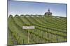 USA, Washington. Syrah Vines at Red Willow Vineyard, Yakima Ava-Janis Miglavs-Mounted Photographic Print