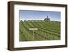 USA, Washington. Syrah Vines at Red Willow Vineyard, Yakima Ava-Janis Miglavs-Framed Photographic Print