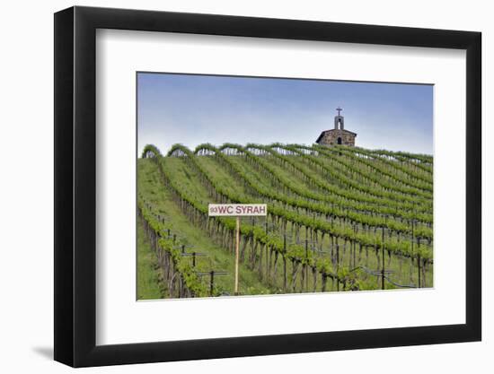 USA, Washington. Syrah Vines at Red Willow Vineyard, Yakima Ava-Janis Miglavs-Framed Photographic Print