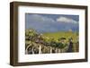 USA, Washington. Syrah Vines at Red Willow Vineyard, Yakima Ava-Janis Miglavs-Framed Photographic Print