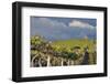 USA, Washington. Syrah Vines at Red Willow Vineyard, Yakima Ava-Janis Miglavs-Framed Photographic Print