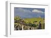 USA, Washington. Syrah Vines at Red Willow Vineyard, Yakima Ava-Janis Miglavs-Framed Photographic Print